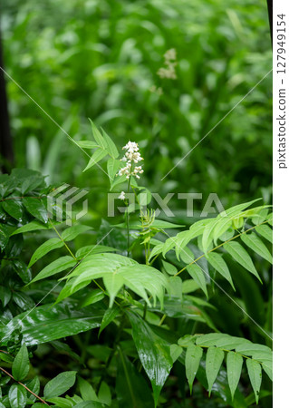 White Yammyoga flower 127949154