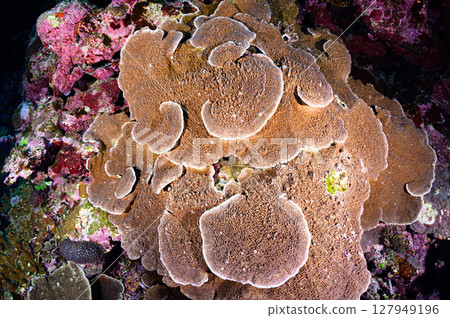 Diving scene in the sea of Iriomote Island Diving scene in the sea of Iriomote Island 127949196