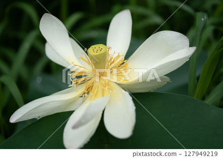 White Lotus Flower 127949219