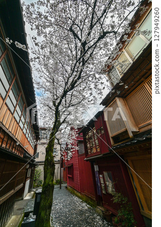 Beautiful cherry blossoms at Kazuemachi Chaya District 127949260