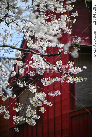 Beautiful cherry blossoms at Kazuemachi Chaya District Beautiful cherry blossoms at Kazuemachi Chaya District 127949282