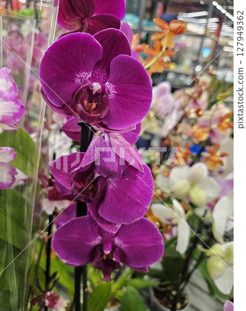 purple orchids with droplets on windy day. purple orchids with droplets on windy day. 127949362