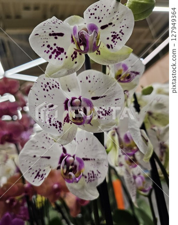 white and light purple orchids in full bloom. The soft petals and gentle color gradients create a dreamy and elegant floral display, illuminated beautifully by natural sunlight. white and light purple orchids in full bloom. The soft petals and gentle color gradients create a dreamy and elegant floral display, illuminated beautifully by natural sunlight. 127949364