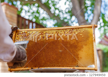 Beekeeper removing wax caps with uncapping fork from full honeycomb frame outdoors in apiary during summer harvest 127949450