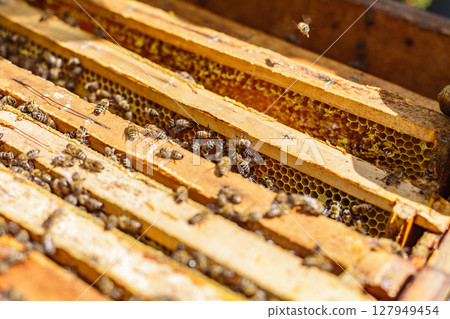Macro view of bees moving across wooden hive frames with wax and honeycomb during active harvest in a rural apiary 127949454