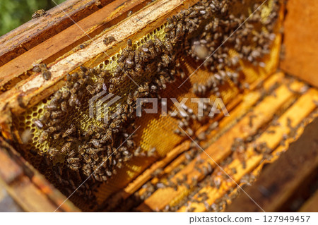Bees clustered on honeycomb inside hive during summer harvest showing brood cells, wax texture, and colony life in detail 127949457
