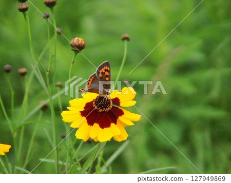 A Copper Butterfly is sucking nectar from Rudbeckia hirta on the left bank of the Oyama River downstream of the Shinjobu Bridge (July 5, 2013) 127949869