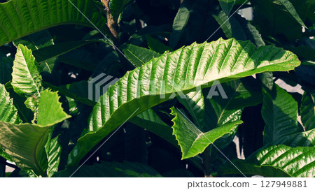 植物圖像 植物圖像 127949881