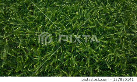 Green hullessbarley in growth in the field 127950141