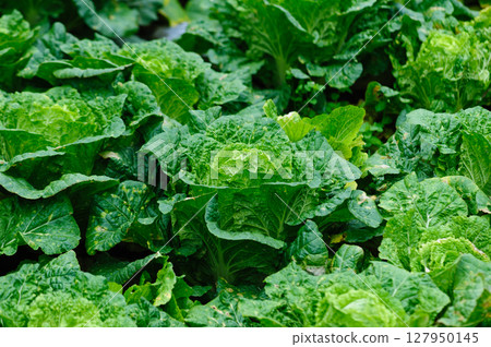 Chinese cabbage crops growing at field 127950145