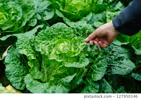 Chinese cabbage crops growing at field Chinese cabbage crops growing at field 127950146