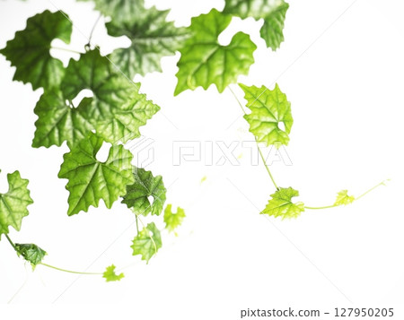 苦瓜葉 苦瓜葉 127950205