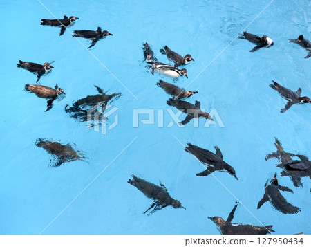 Humboldt penguin swimming on the water surface Humboldt penguin swimming on the water surface 127950434