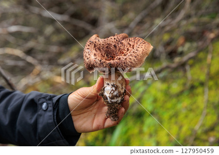 Picking wild sarcodon imbricatus, edible mushroom in forest of China 127950459