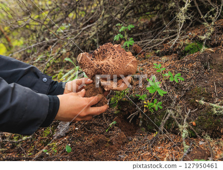 Picking wild sarcodon imbricatus, edible mushroom in forest of China 127950461