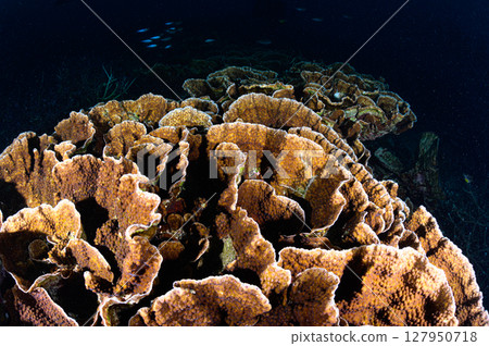 Diving scene in the sea of Iriomote Island Diving scene in the sea of Iriomote Island 127950718