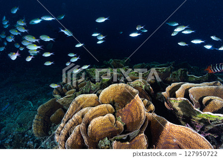 Diving scene in the sea of Iriomote Island Diving scene in the sea of Iriomote Island 127950722