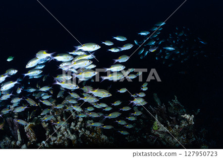 Diving scene in the sea of Iriomote Island Diving scene in the sea of Iriomote Island 127950723