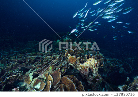 西表島海底潛水風景 西表島海底潛水風景 127950736