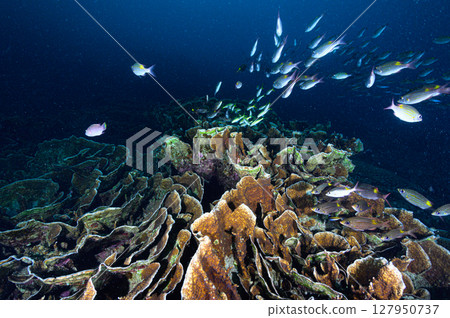 Diving scene in the sea of Iriomote Island 127950737
