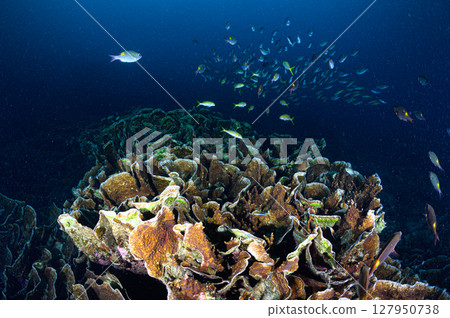Diving scene in the sea of Iriomote Island Diving scene in the sea of Iriomote Island 127950738