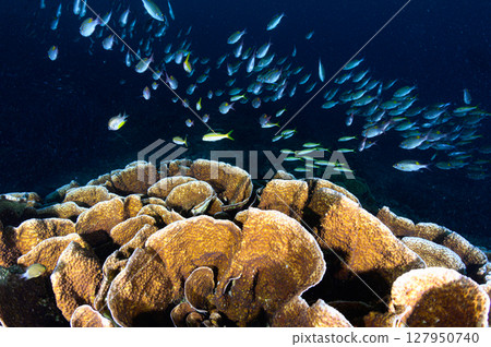 西表島海底潛水風景 127950740