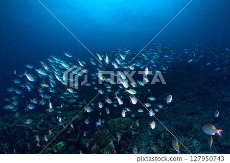 西表島海底潛水風景 西表島海底潛水風景 127950743