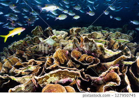 Diving scene in the sea of Iriomote Island 127950745