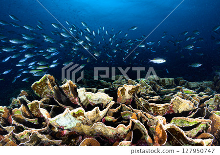 Diving scene in the sea of Iriomote Island 127950747