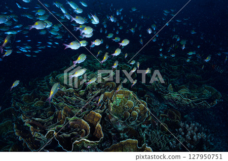Diving scene in the sea of Iriomote Island Diving scene in the sea of Iriomote Island 127950751