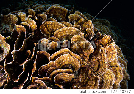 Diving scene in the sea of Iriomote Island 127950757