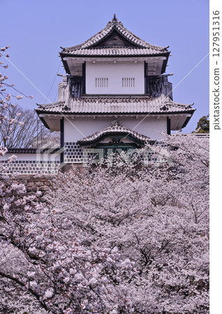 金澤城公園櫻花盛開 127951316