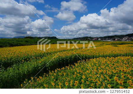 A vast sunflower field in Funauchi-machi, Toyama City, Toyama Prefecture 127951452