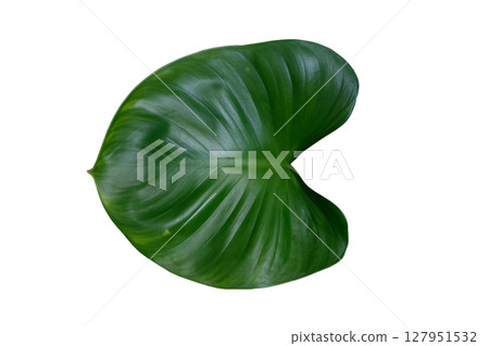 leaf homalomena rubescens tree leaf homalomena rubescens tree 127951532