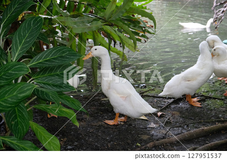 White domestic ducks. White domestic ducks. 127951537