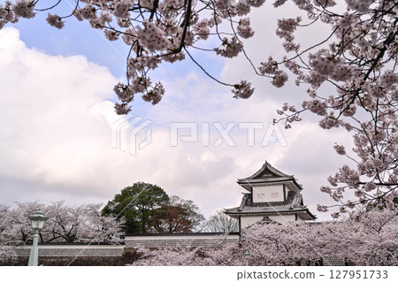 金澤城公園櫻花盛開 金澤城公園櫻花盛開 127951733