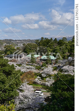 Kanazawa Castle Park with cherry blossoms in full bloom 127951761
