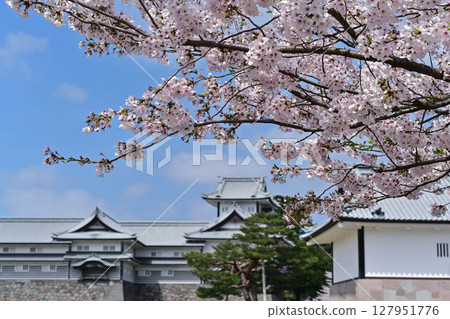 Kanazawa Castle Park with cherry blossoms in full bloom 127951776