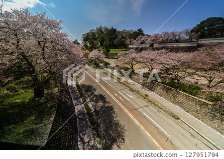 金澤城公園櫻花盛開 127951794