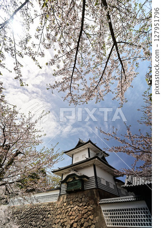 金澤城公園櫻花盛開 127951796