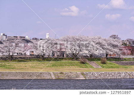 Sai River with cherry blossoms in full bloom Sai River with cherry blossoms in full bloom 127951897
