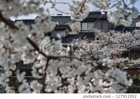 Beautiful cherry blossoms at Kazuemachi Chaya District Beautiful cherry blossoms at Kazuemachi Chaya District 127951952