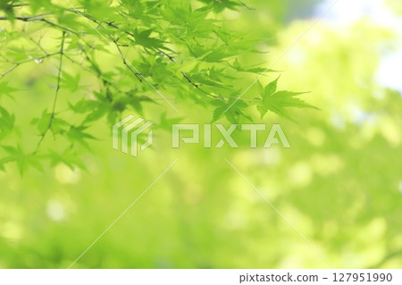 Blue maple and sunlight filtering through foliage Blue maple and sunlight filtering through foliage 127951990