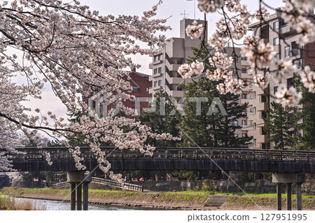櫻花在金澤淺野河附近 櫻花在金澤淺野河附近 127951995