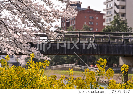 Cherry blossoms in Kanazawa Asano River neighborhood Cherry blossoms in Kanazawa Asano River neighborhood 127951997