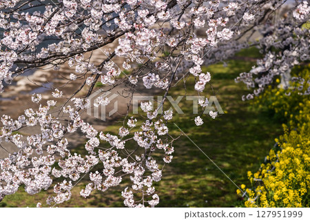 Cherry blossoms in Kanazawa Asano River neighborhood 127951999