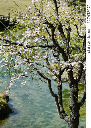 Kanazawa Castle Gyokusen'inmaru Garden with beautiful cherry blossoms 127952075