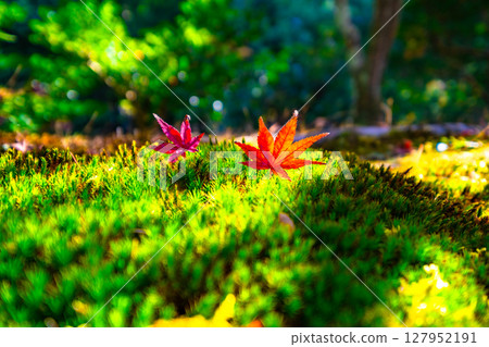 落葉和雪松苔蘚 落葉和雪松苔蘚 127952191