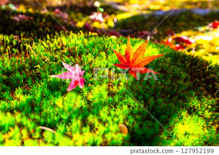 落葉和雪松苔蘚 落葉和雪松苔蘚 127952199