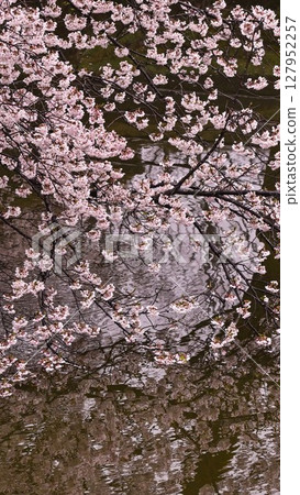 Mt. Utatsu in full bloom 127952257